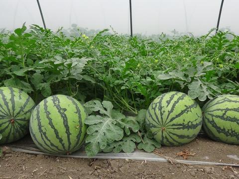 “MK电竞”电通安吉斯出版《智汇创新》 揭秘营销九问